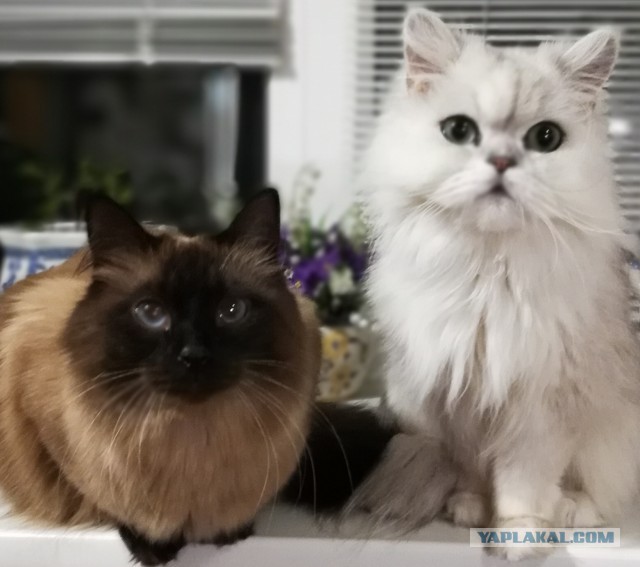 С Днём кошки!