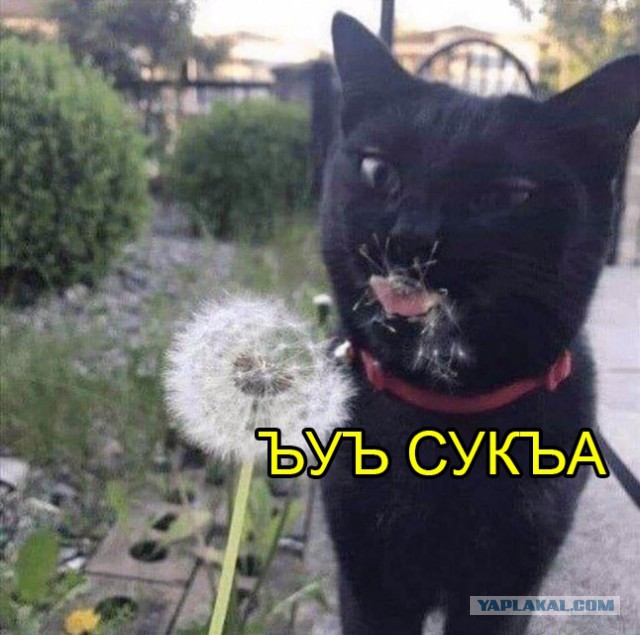 Немного картинок для настроения