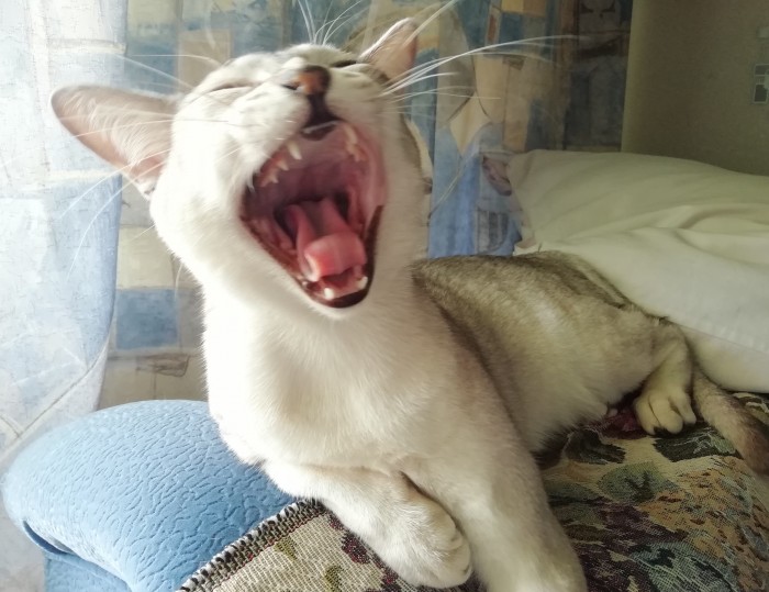 8 основных законов котиков