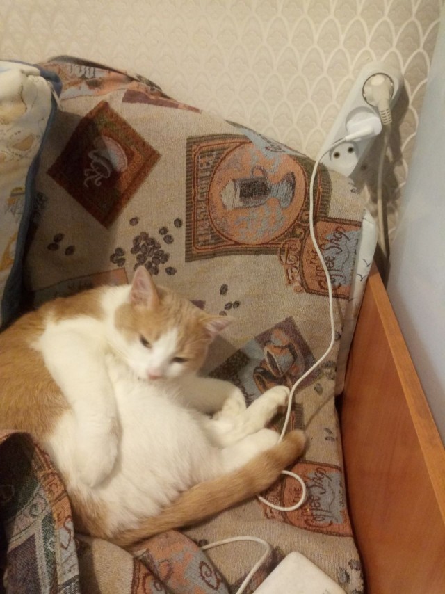 Ну, с котовторником!
