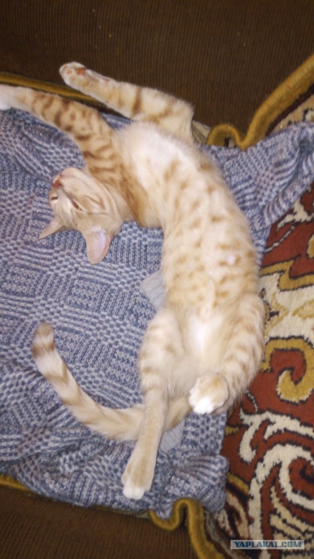 Про котов