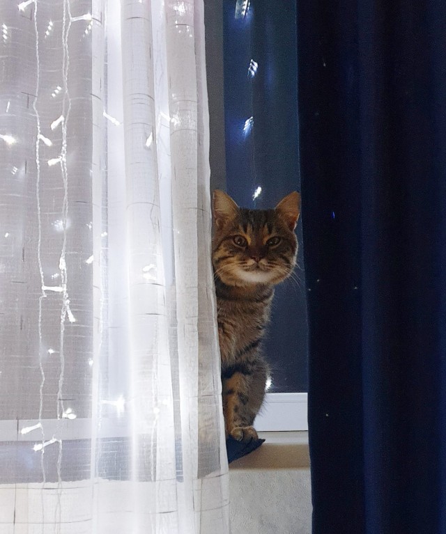 Моя красотка