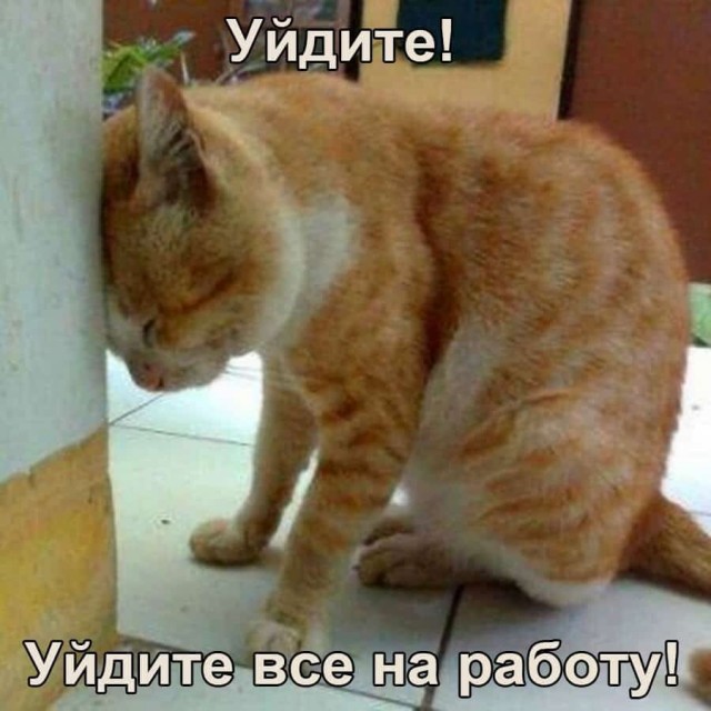 Боянистые картинки 22.12.20