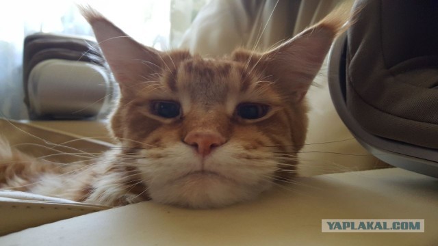 В завершение котовторника.