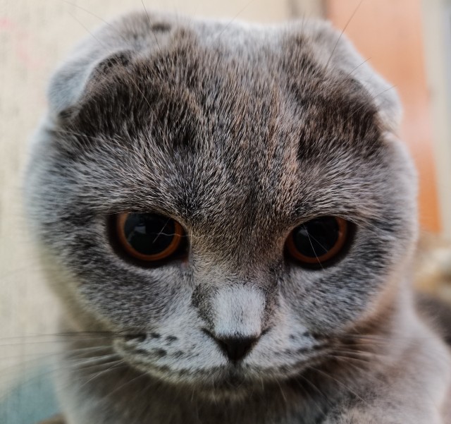 Котовторнику быть!