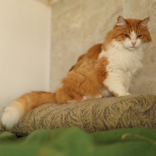 Кошки , кошечки, котяры 14.03.21