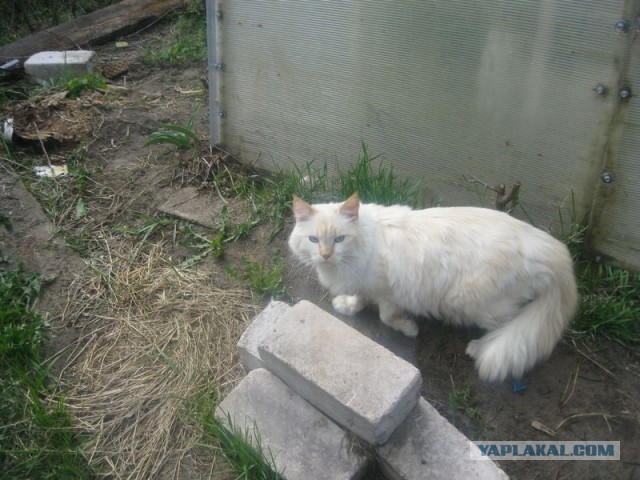 Жизнь домашнего приюта для котеек 340