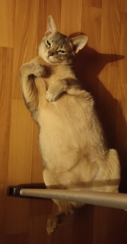 А котовторник уже начался?
