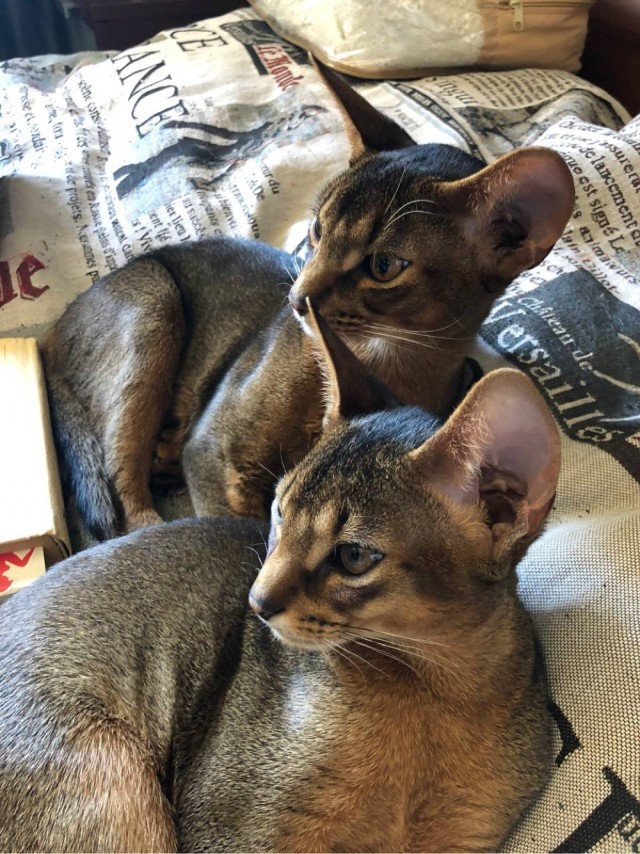 Погнали! С котовторником, други!