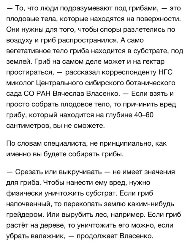 Хорошо нынче в лесу гулять с собакой