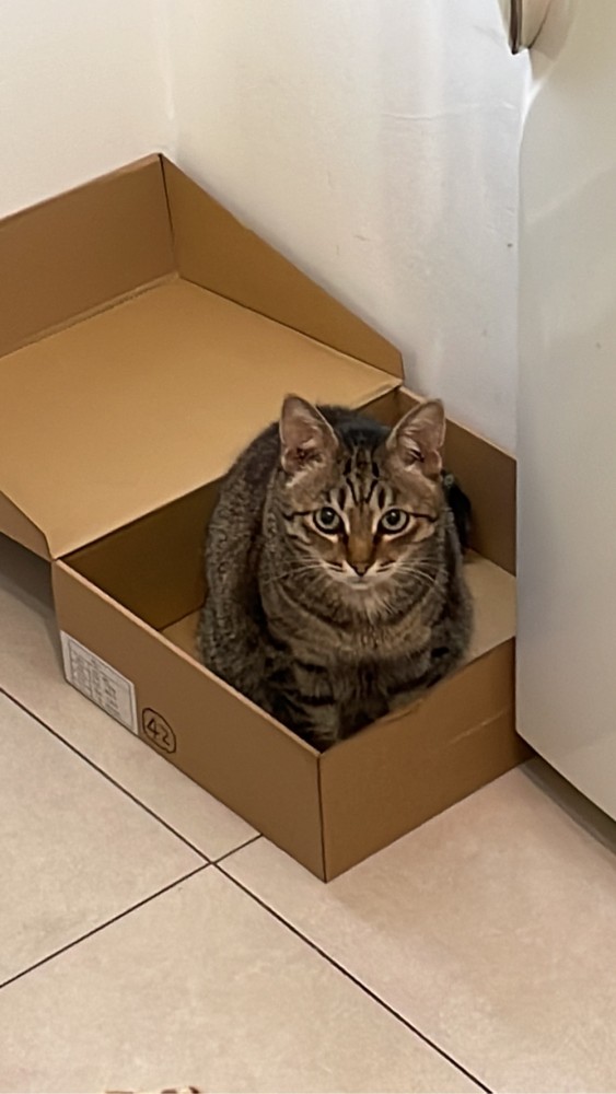 Котовторник же уже наступил?