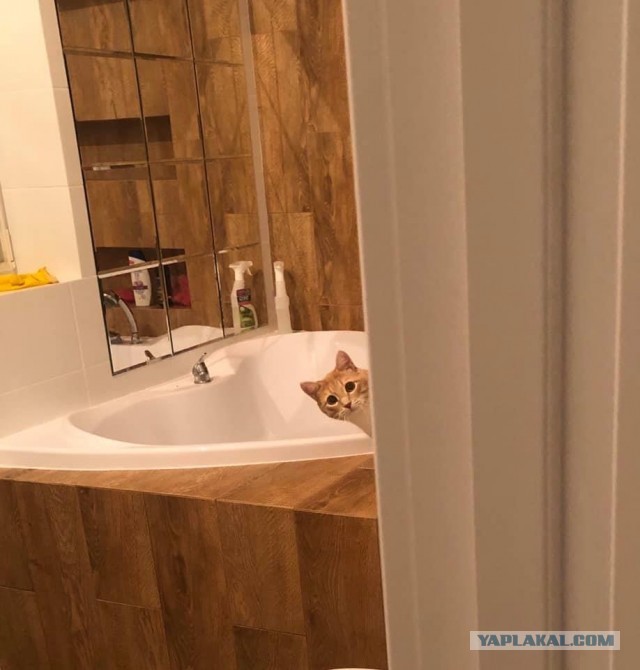 Котовторник