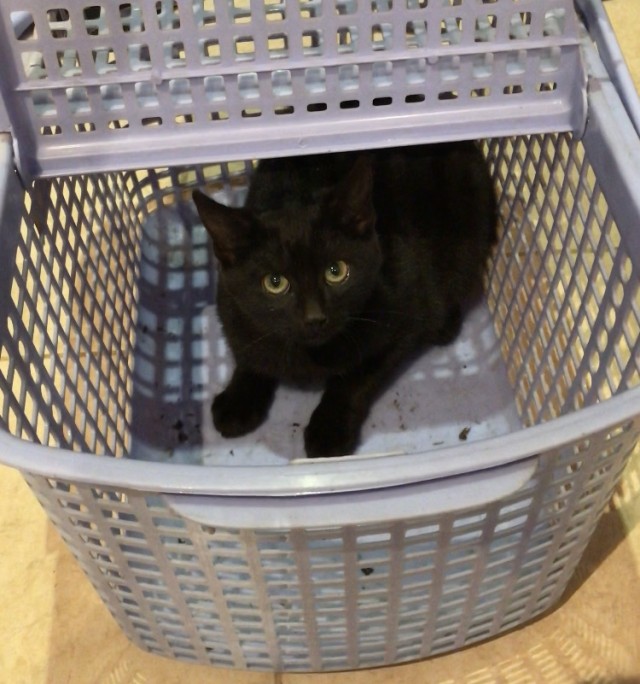 Котовторнику быть