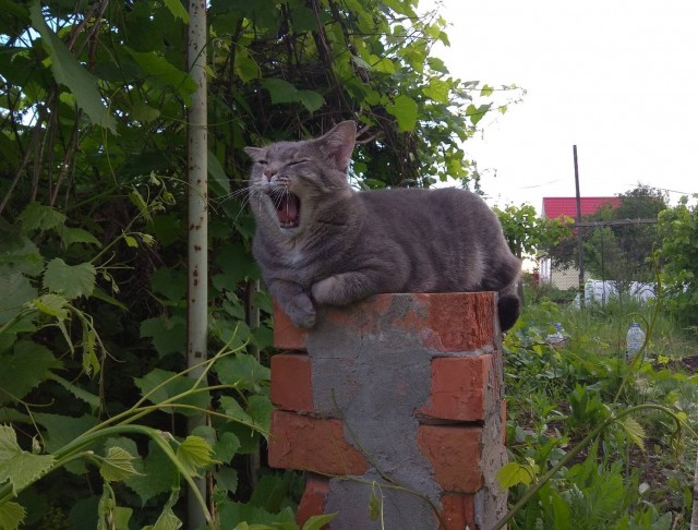 Процесс зевания котичка поэтапно: