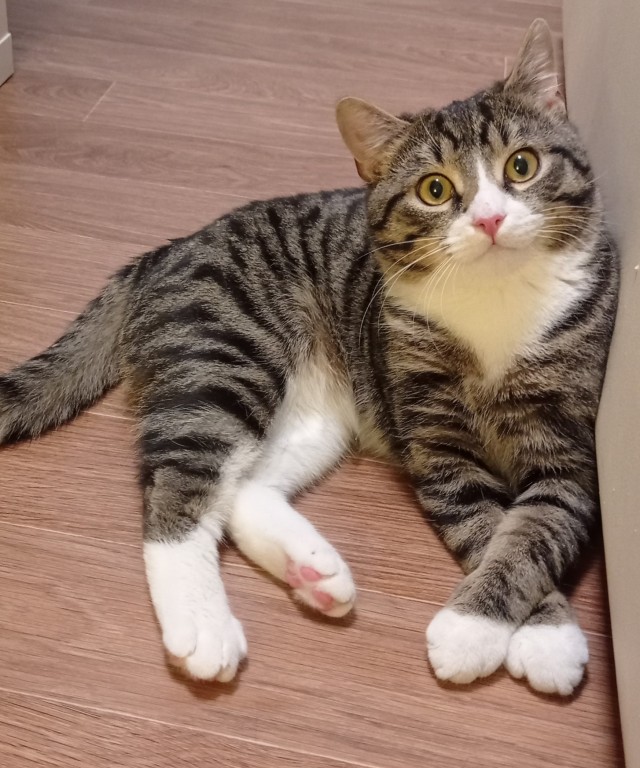 Котовторниковское