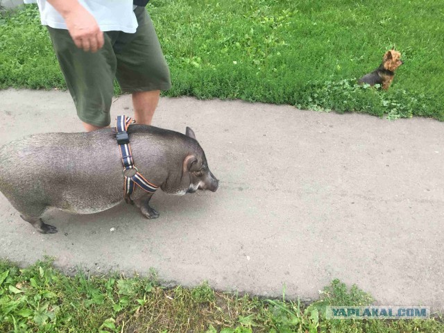 Голодный Феня. Меня просит кушать