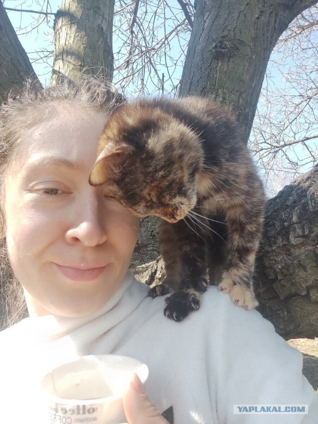 Котики в беде