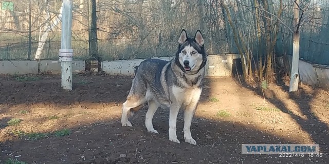 Альма