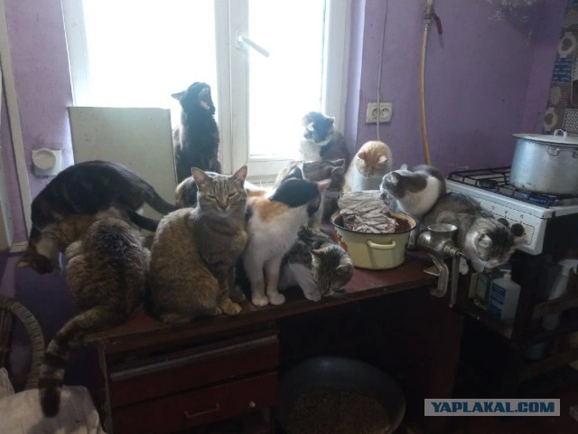 Котики в беде