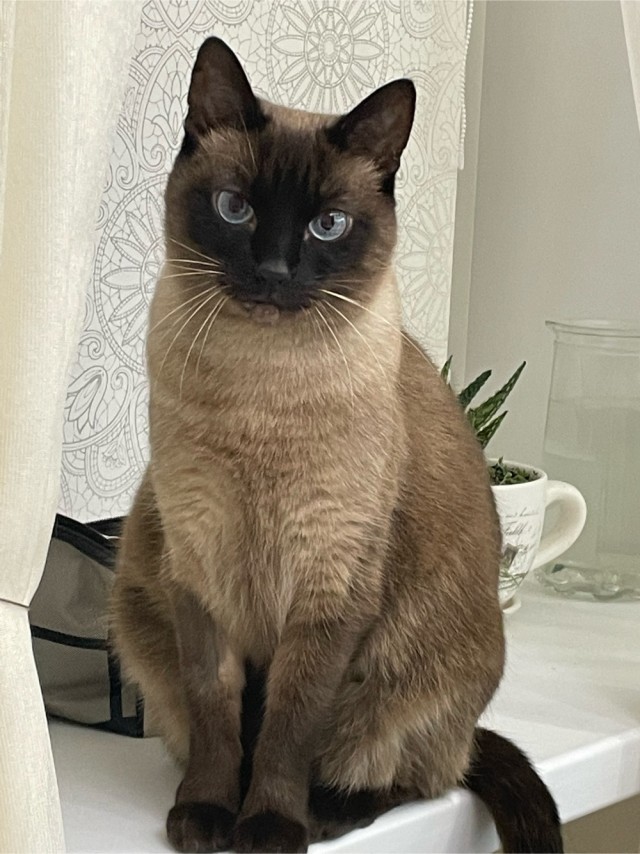 Начну котовторник чуть раньше!