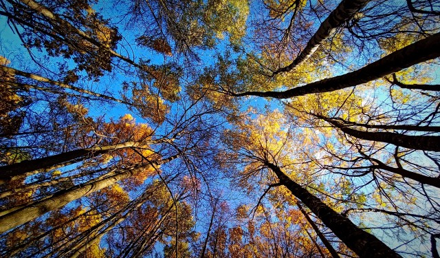 Поделимся красивыми фото с телефона?