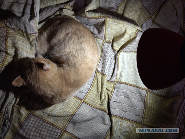 Котолампа. Кот и лампа - новый вариант старого мема