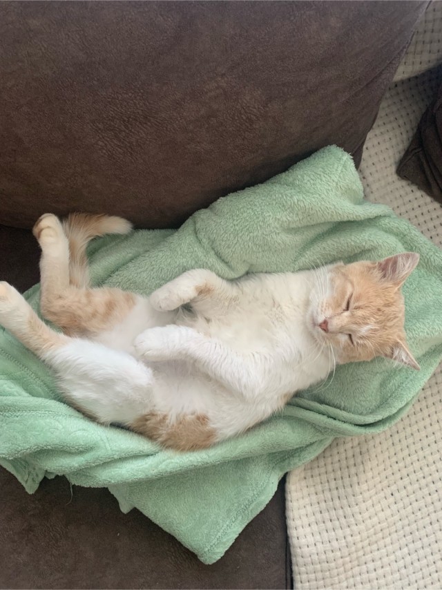 Котовторник 18.10.22