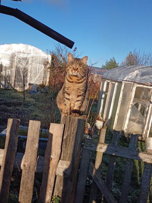 Маняня