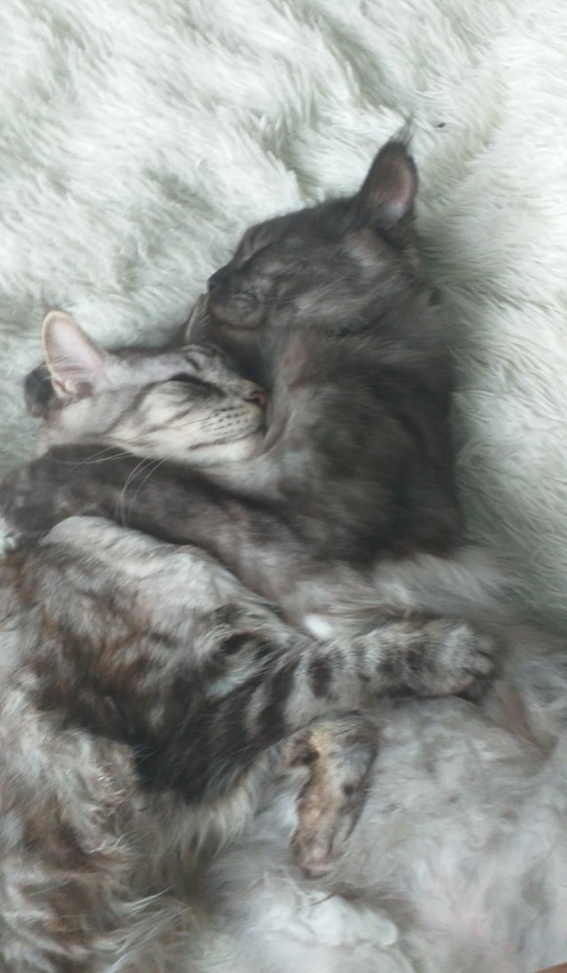 Вторник, сэр кот