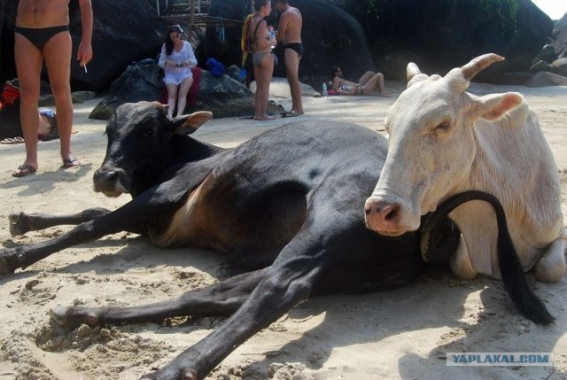 ГоА свои впечатления