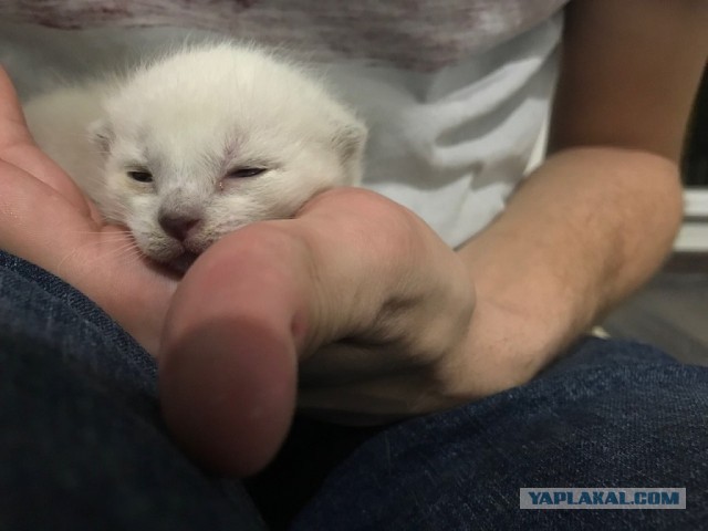 Без кота жизнь не та