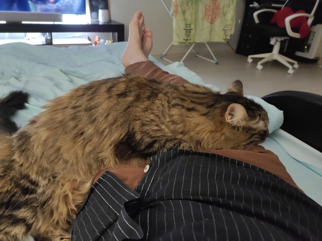 Про котейку