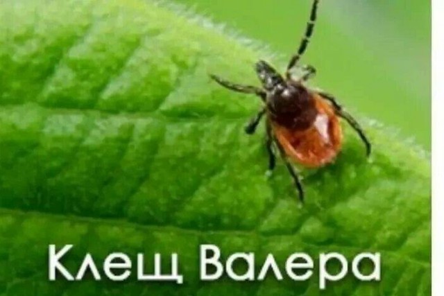 Нужна помощь специалиста по членистоногим
