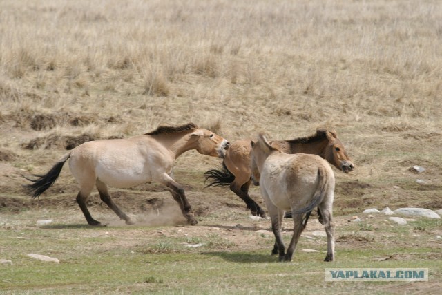 В Монголию на мотоциклах 2006