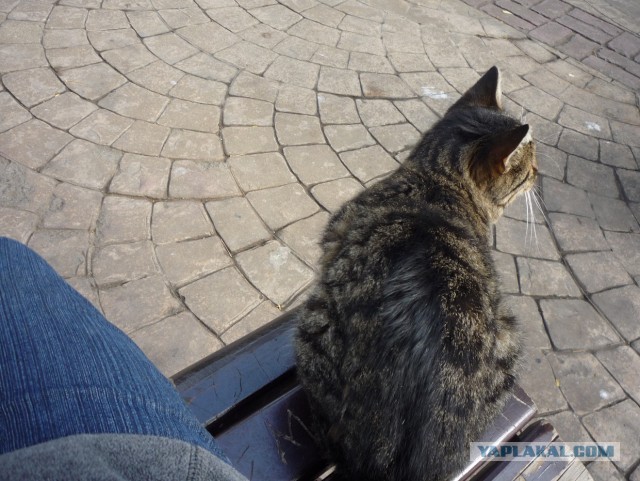 В Турции есть островной парк кошек, где вас окружат дружелюбные кошки, как только вы сядете на лавочку