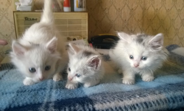 Коты пролетарии