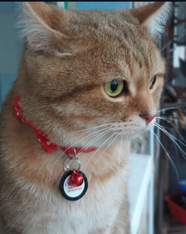 Начинаем котофторник?