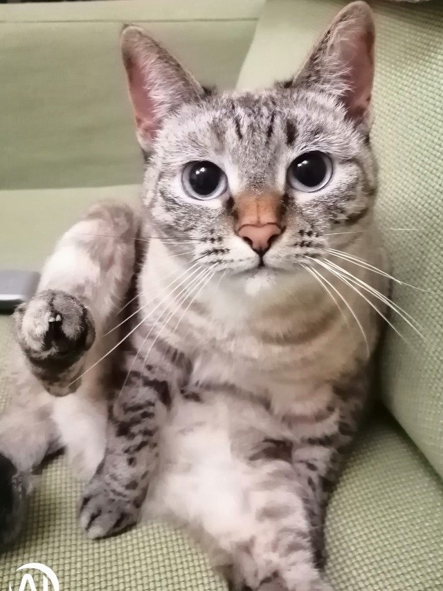 Не только котовторник, а еще и Всемирный день кошек!