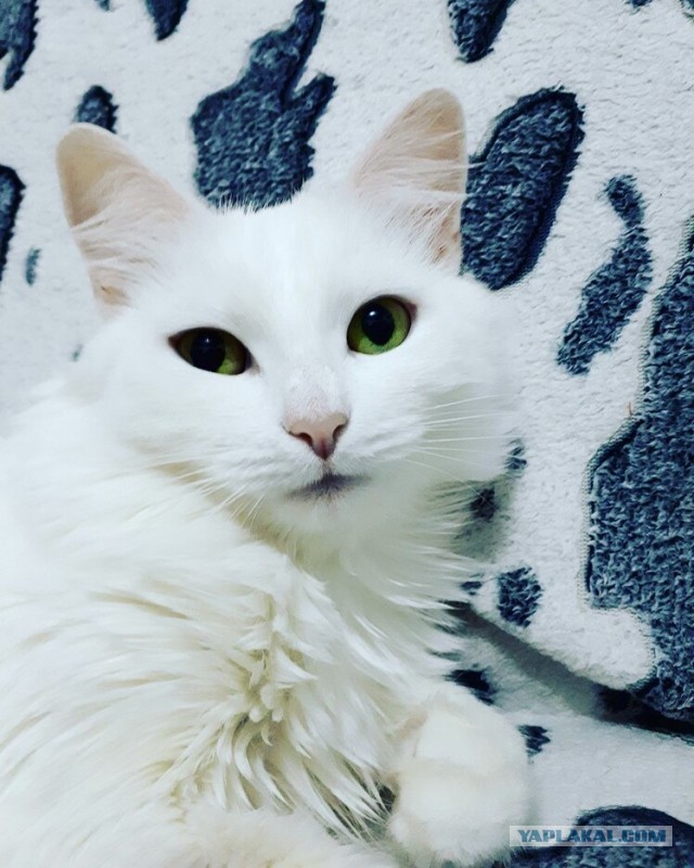 Грустный котовторник