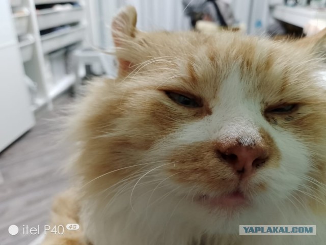 Жизнь домашнего приюта для котеек 471