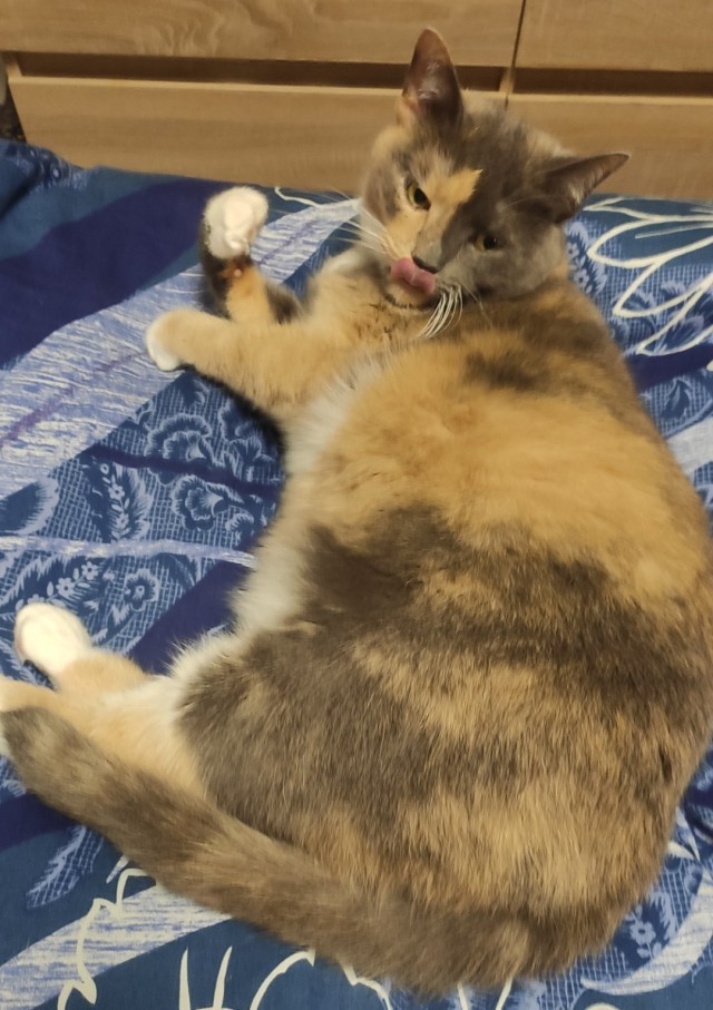 Котаны мои