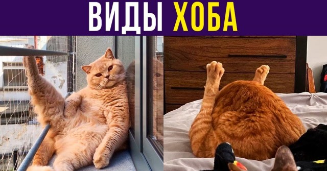 Вот это хоба, всем хобам хоба!