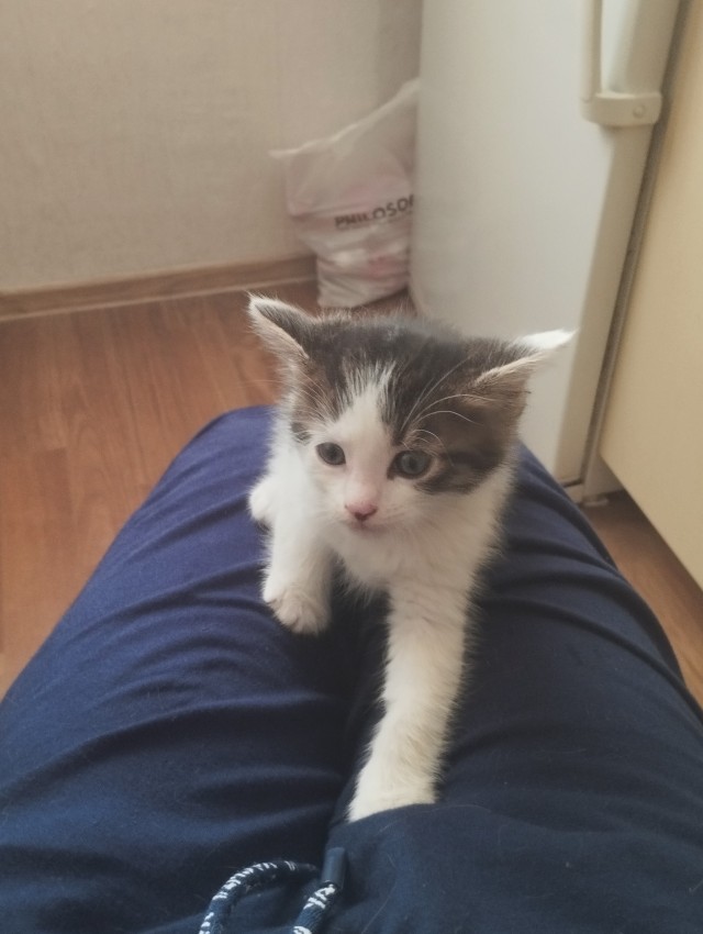Обрёл хозяина