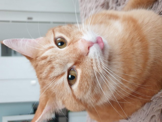 Котовторник 09.04.24