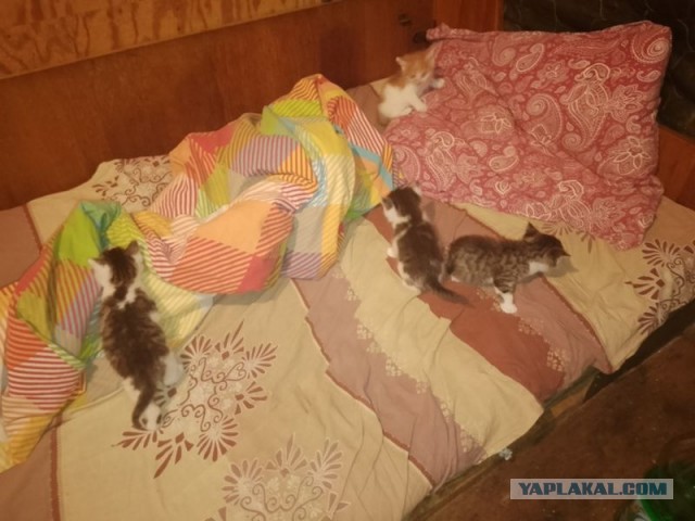Жизнь домашнего приюта для котеек 491