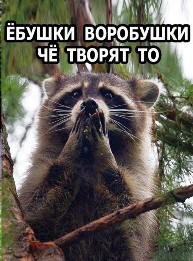 Ёбушки вробушки