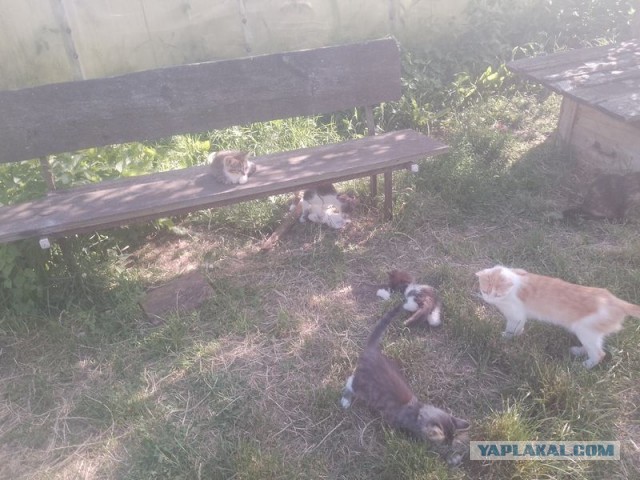 Жизнь домашнего приюта для котеек 501