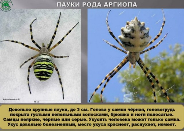 Из-за жары в Подмосковье всё чаще встречают экзотических существ