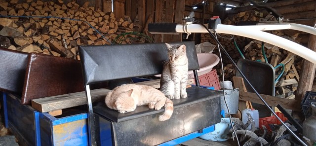 Котовторник же!