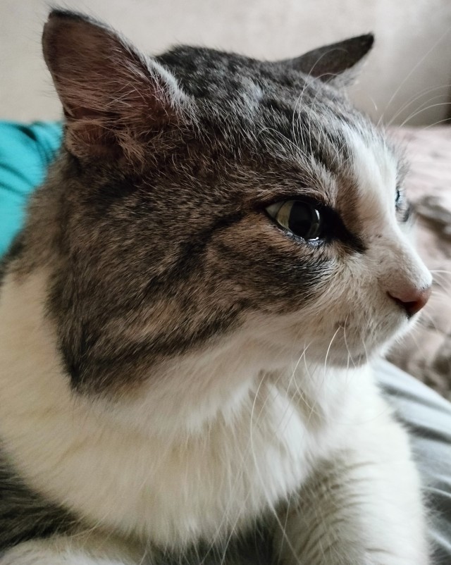 Не котовторник, но принимайте дважды